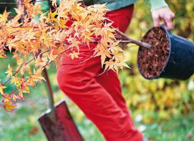 Boissonnet paysagiste vous conseil sur les plantations d'arbustes dans les Vosges