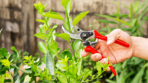 Man Cutting A Lime Tree With Clippers.