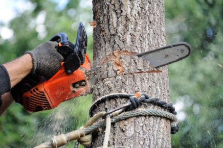 Arboriculteur Boissonnet élague vos arbres